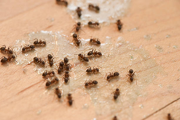 Pest Control for Restaurants in Hurst, TX