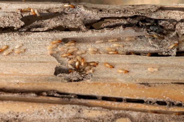 Best Cockroach Control Services  in Hurst, TX